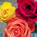 Valentine's Day Roses from My sweetheart by selkie