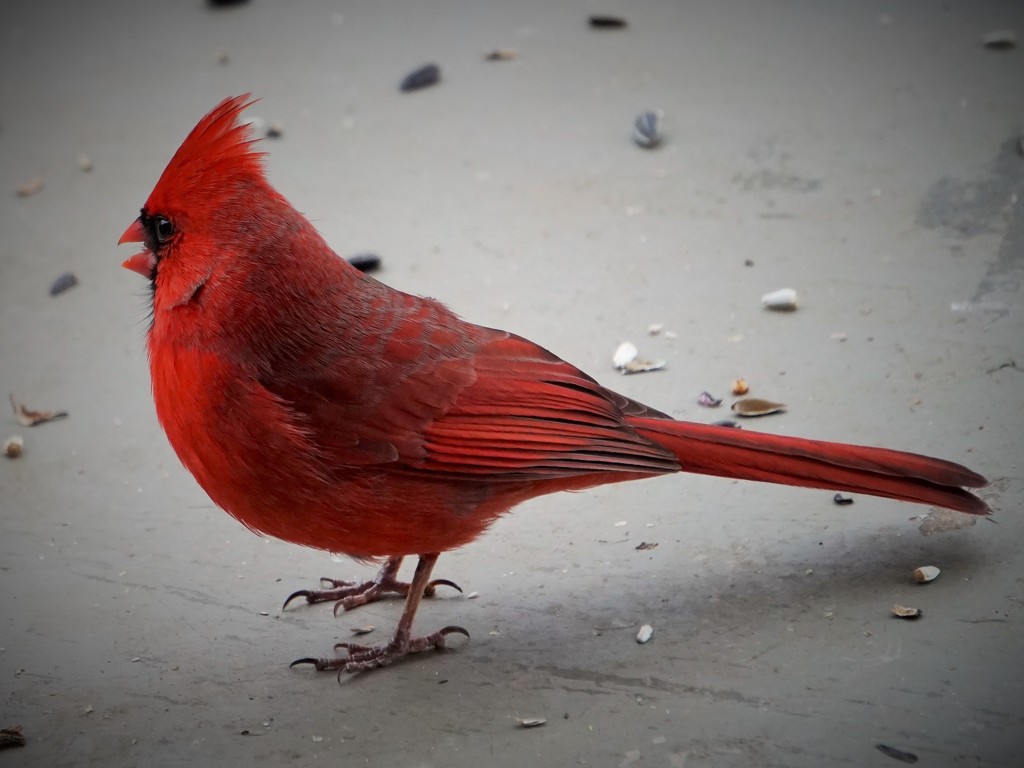 Finally, a male cardinal by tunia