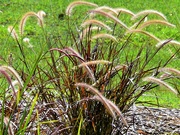 18th Feb 2020 - Beautiful Australian Grass ~       