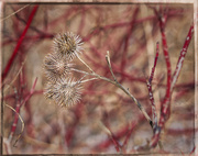 16th Feb 2020 - Burrs and Red Branches