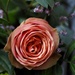 Rose by rosie00