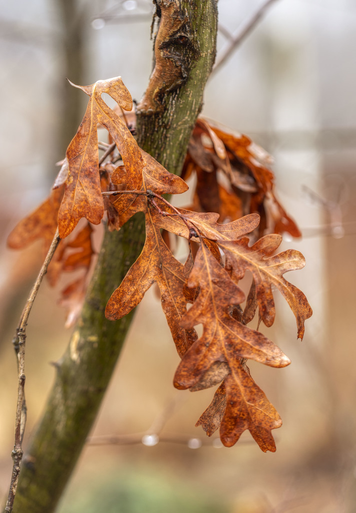 Winter Leaves by kvphoto