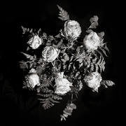 17th Feb 2020 - Still Life:  Valentine Roses