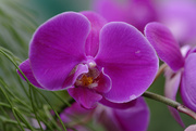 17th Feb 2020 - Pink Orchid