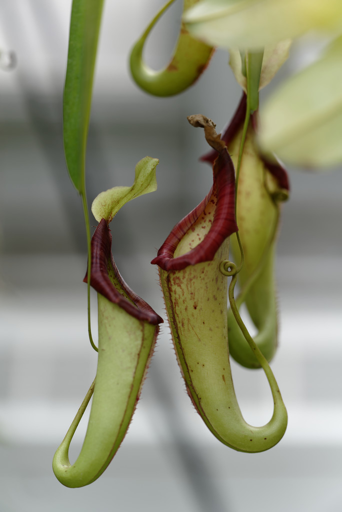 Pitcher plant by rminer