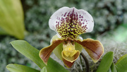 17th Feb 2020 - Lady Slipper Orchid