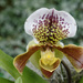 Lady Slipper Orchid by rminer