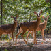 Deer walk by nicoleweg