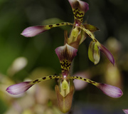 17th Feb 2020 - Orchids