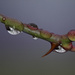 Ice Coated Thorn Branch by skipt07