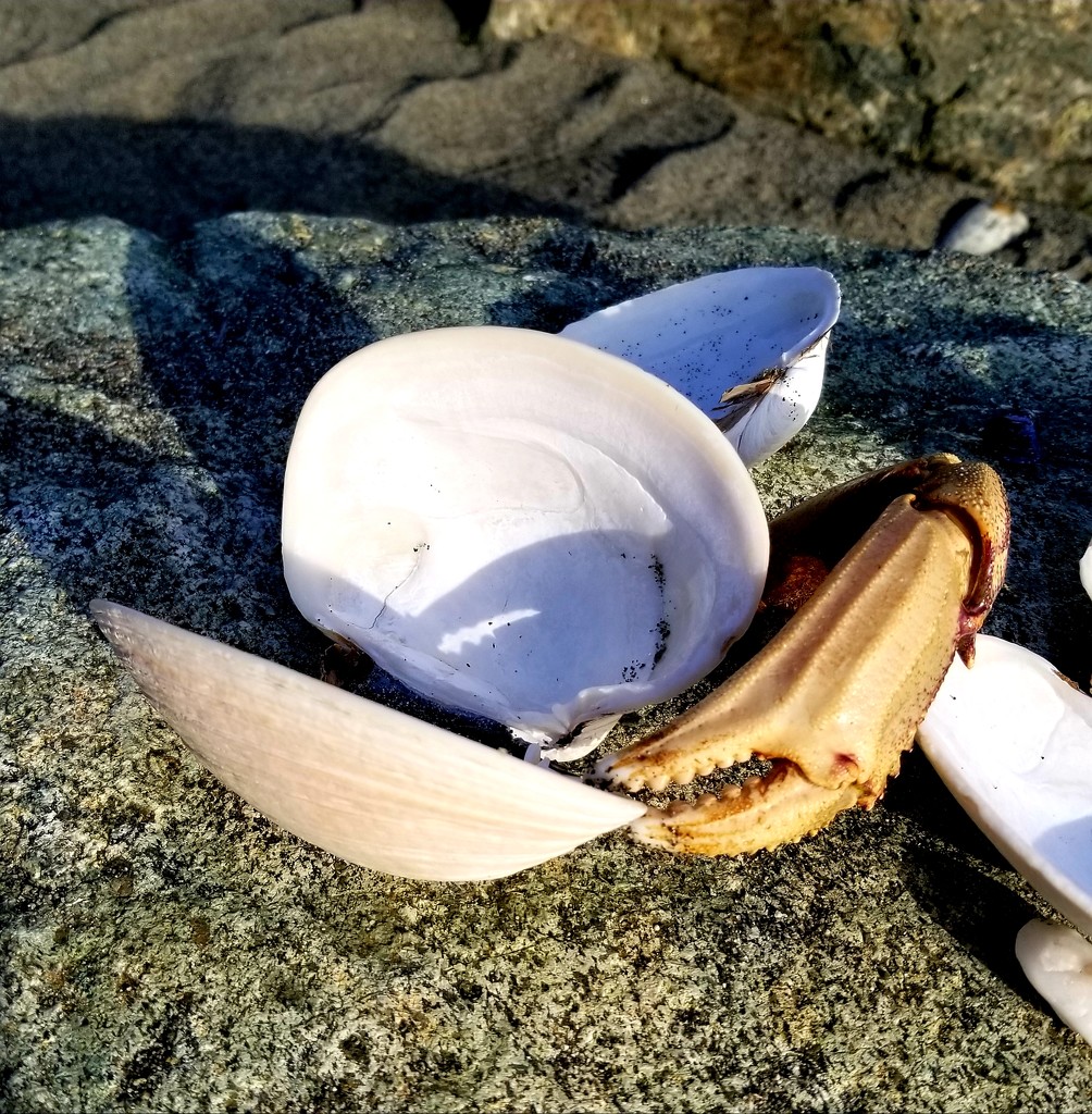 Clam with Crab Claw by kimmer50