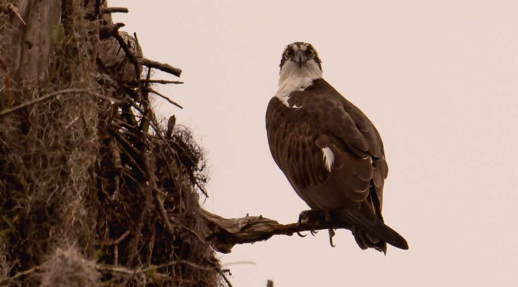 The Osprey Was Back at the Nest! by rickster549