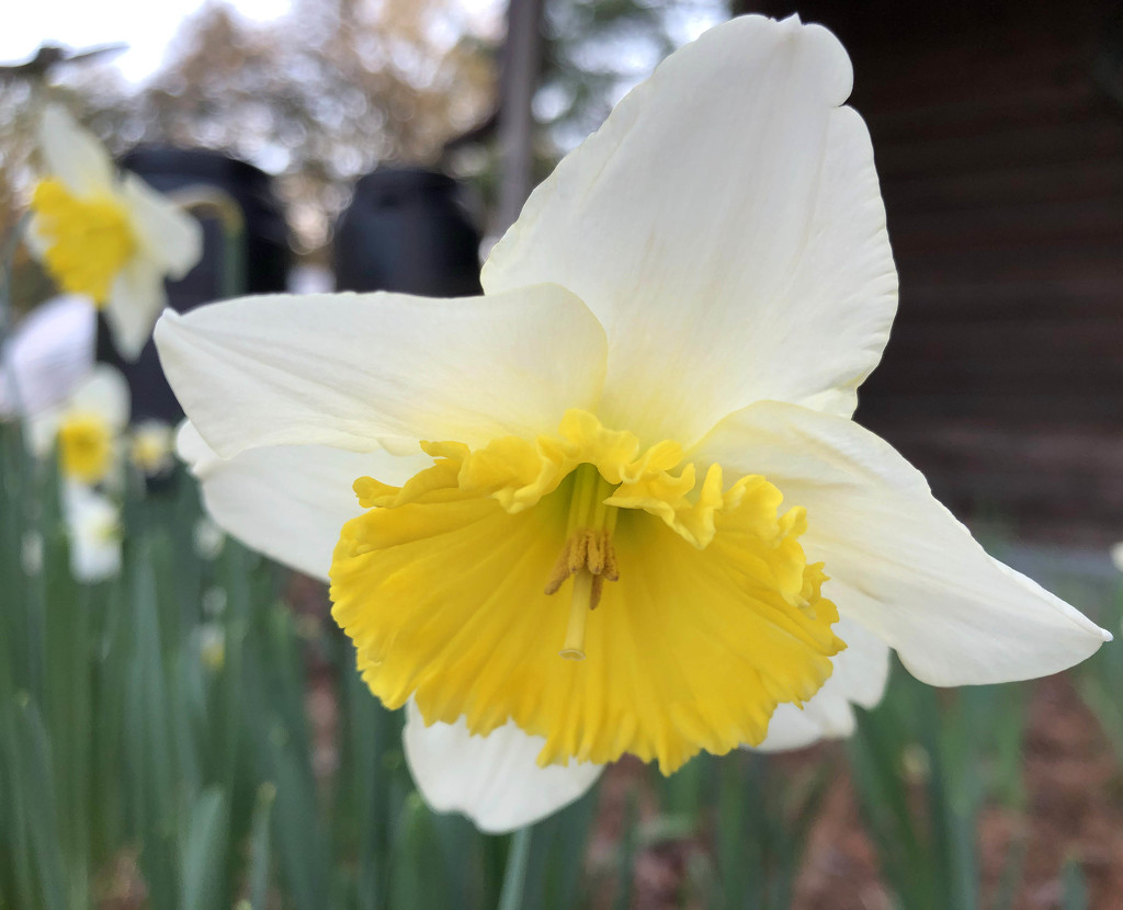 Daffodil bokeh by homeschoolmom