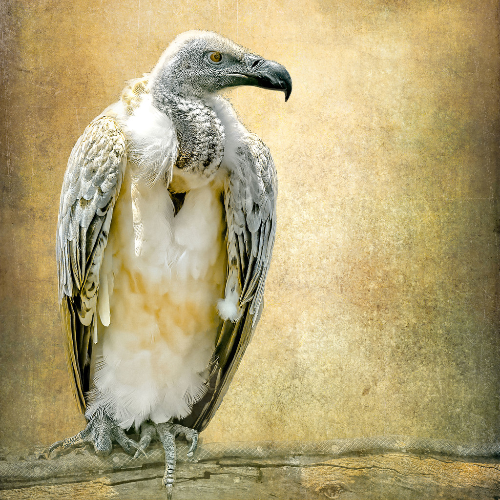 Cape Vulture by ludwigsdiana