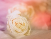17th Feb 2020 - White Rose