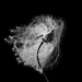 Clematis seed head by novab