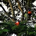 Five Little Lorikeets All In A Row ~    by happysnaps