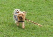 18th Feb 2020 - Tilly's big stick 
