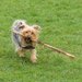 Tilly's big stick  by jesika2