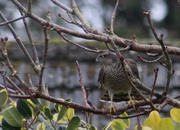 18th Feb 2020 -  Sparrowhawk in garden