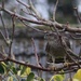  Sparrowhawk in garden by jennymdennis
