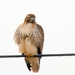 Juvenile Hawk by kareenking