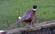 18th Feb 2020 - Male Pheasant