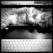 My Office Assistant | Black & White by yogiw