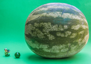 17th Feb 2020 - (Day 4) - Watermelon Wonder