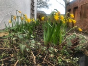 18th Feb 2020 - The little daffodils coming up....a lovely promise of the coming Spring