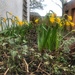 The little daffodils coming up....a lovely promise of the coming Spring by happypat