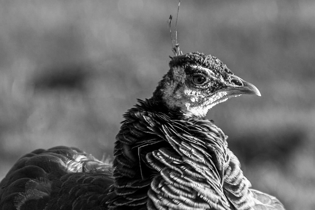 Portrait of a Peahen by rjb71