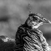 Portrait of a Peahen by rjb71