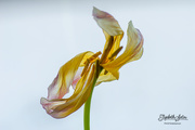 18th Feb 2020 - Withered tulip
