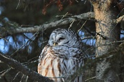 18th Feb 2020 - Barred Owl