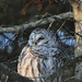 Barred Owl by frantackaberry