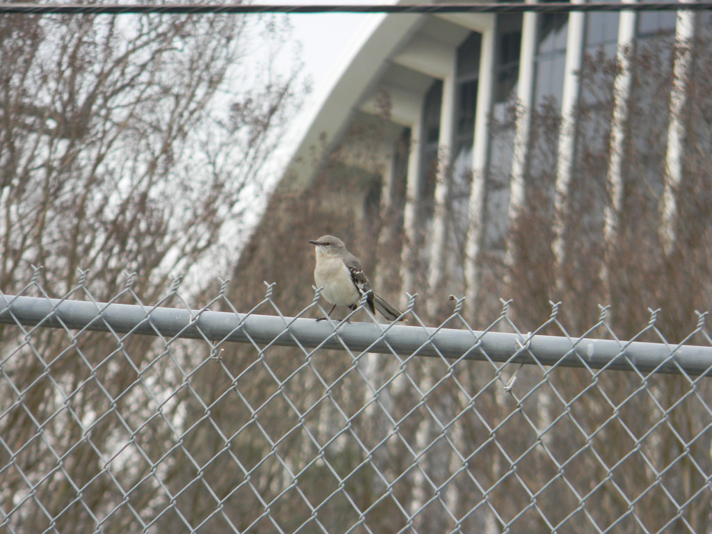 Mockingbird on Fence by sfeldphotos