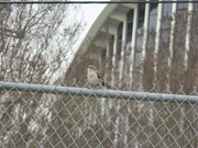 18th Feb 2020 - Mockingbird on Fence
