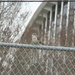 Mockingbird on Fence by sfeldphotos