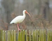 18th Feb 2020 - LHG_0145 Ibis on the fence