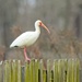 LHG_0145 Ibis on the fence by rontu