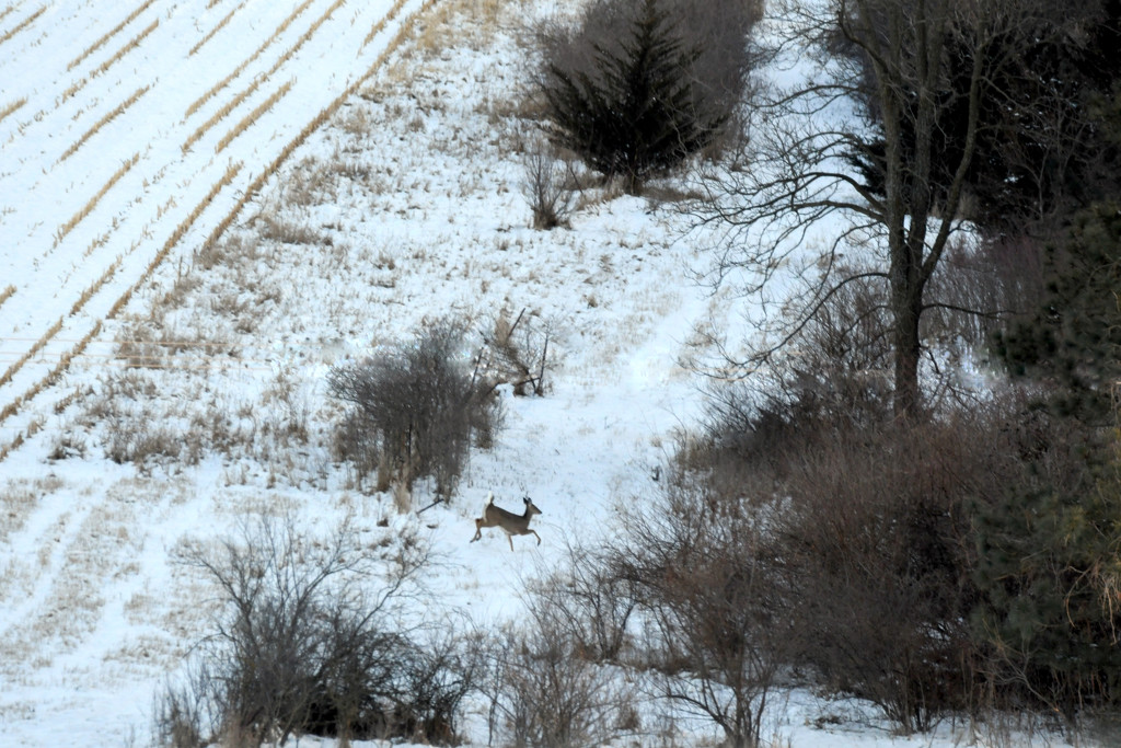 Aeriel View of Prancing Deer by kareenking