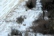 13th Feb 2020 - Aeriel View of Prancing Deer