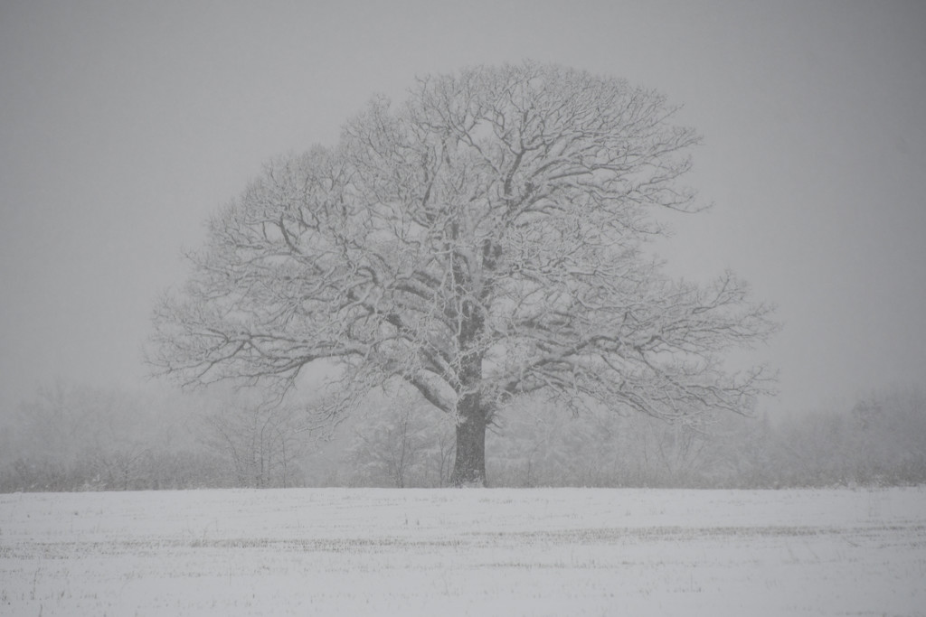 Snow Tree by kareenking