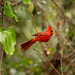 Mr. Cardinal Chasing the Lady Cardinal! by rickster549