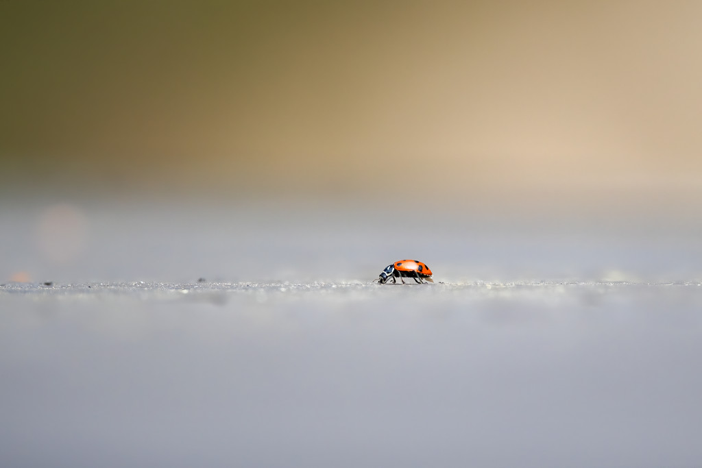 Lady bug by nicoleweg