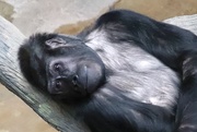 8th Feb 2020 - Relaxing Gorilla