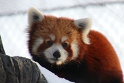 9th Feb 2020 - Leo The Red Panda