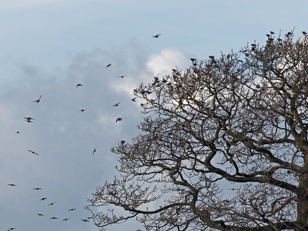 Starlings by philhendry