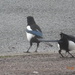 magpies by arthurclark